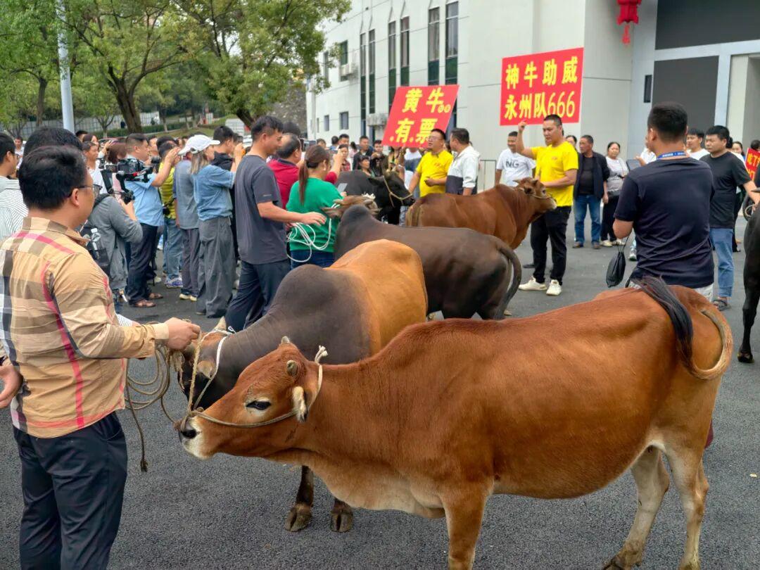 的承诺, 头牛承诺, 不愧是